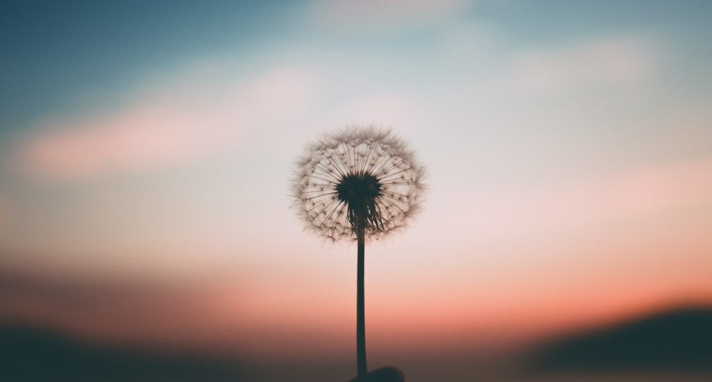 Dandelion